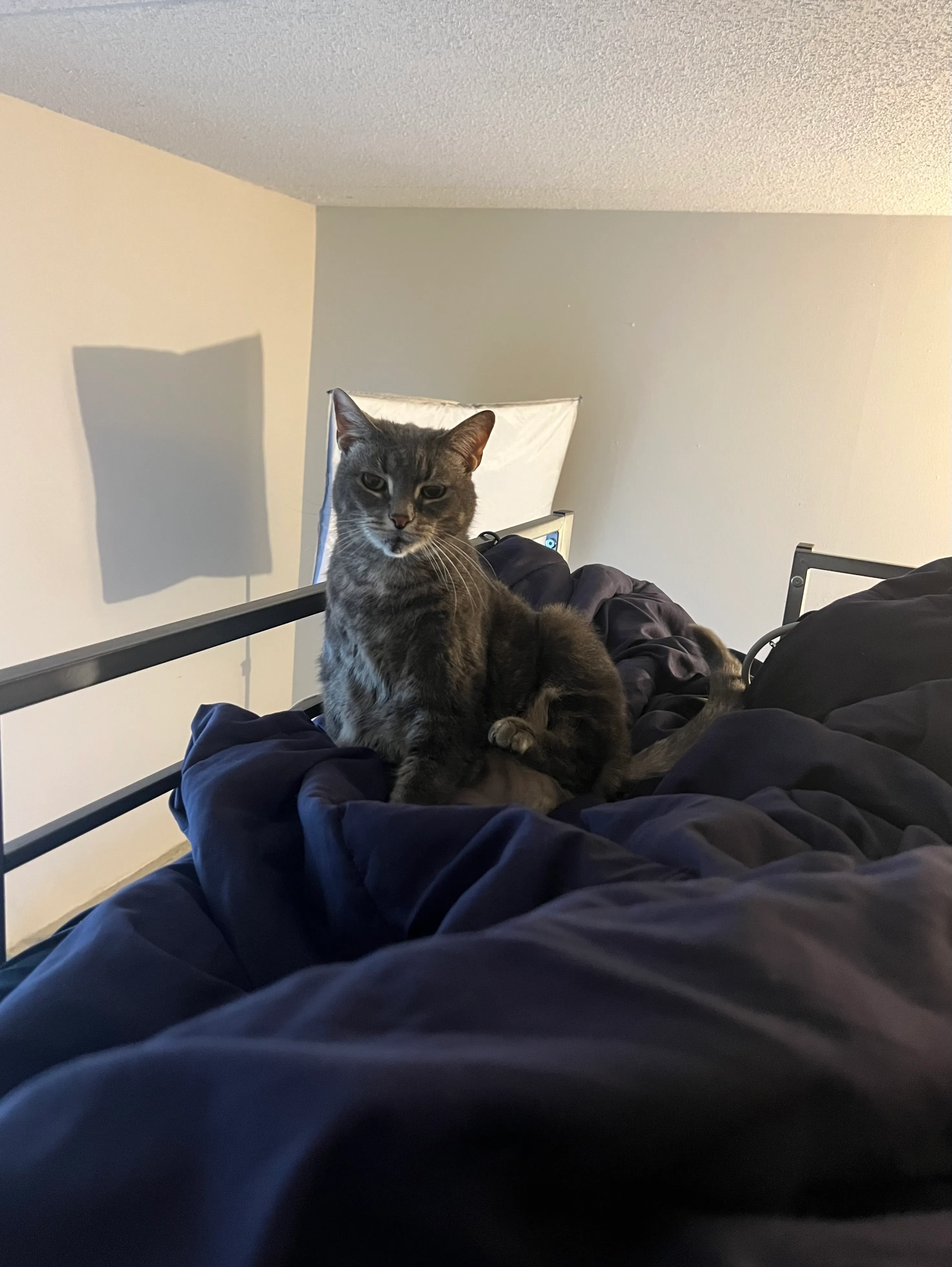 A classic silver tabby on a dark blue blanket on a loft bed. She is sitting with her back leg up and staring directly at the viewer.