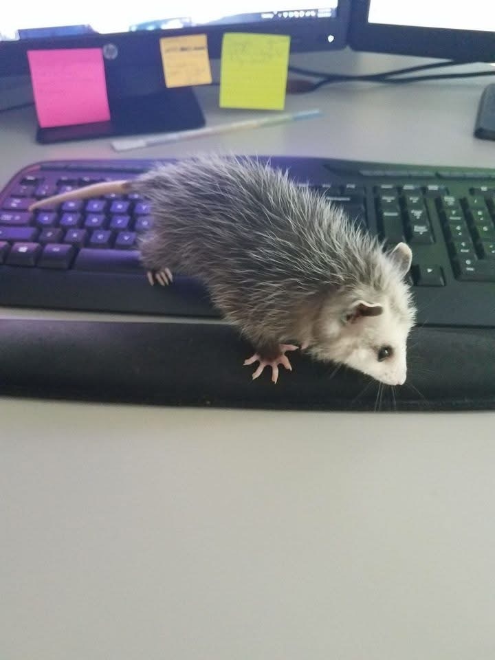 A picture of a baby opossum on a keyboard.