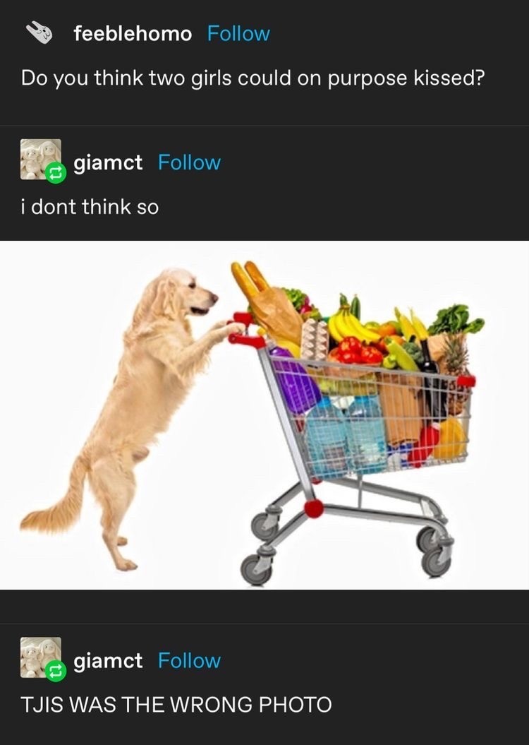 A screenshot of a Tumblr thread. "Do you think two girls could on purpose kissed?", OP asks. "I don't think so" with an attached image of a dog with a filled grocery cart. "TJIS WAS THE WRONG PHOTO", the next post by the same user adds.
