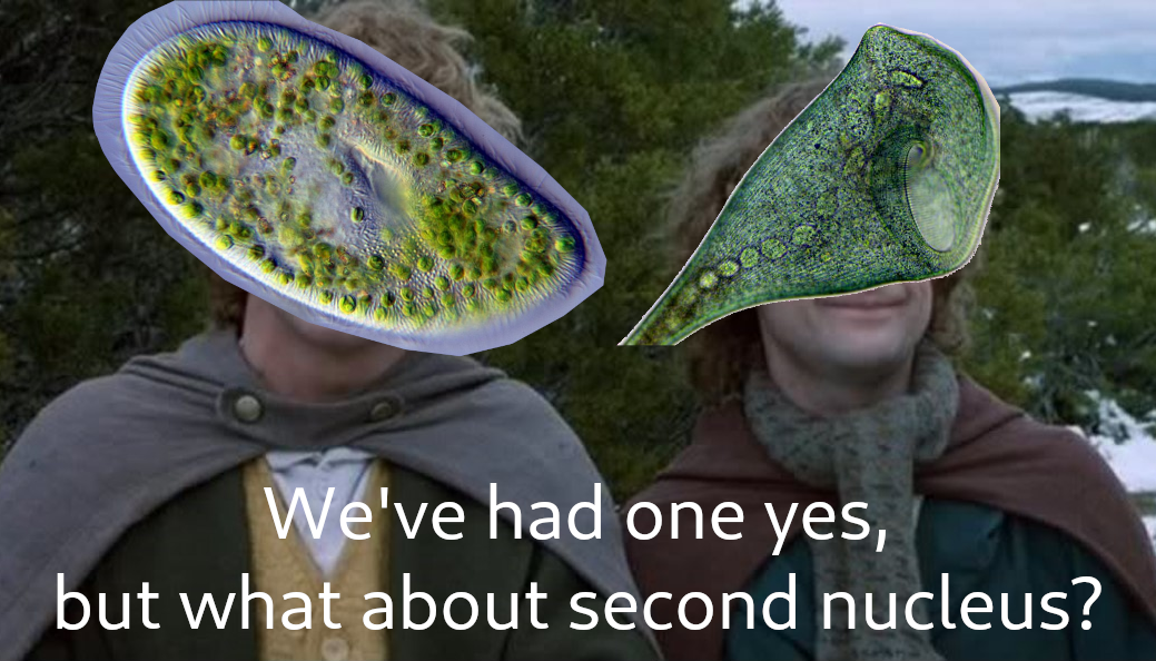 The "what about second breakfast meme" but it's a *Stentor coeruleus* (CC-BY-SA Wikimedia user Flupke59) and *Paramecium bursaria* (CC-BY-SA Wikimedia user Anatoly Mikhaltsov) saying "We've had one yes, but what about second nucleus?"