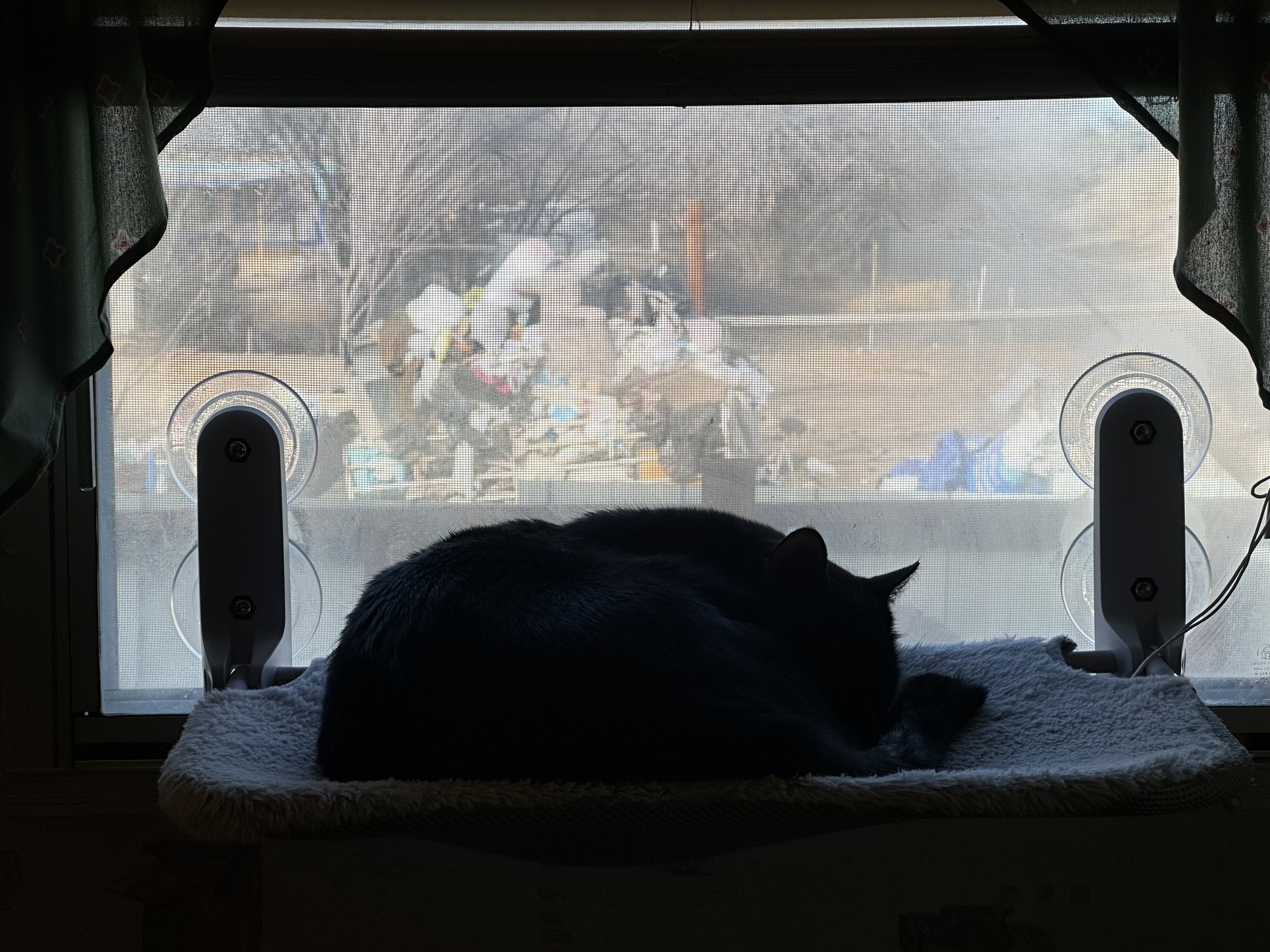 My kitten loves his hammock in the bathroom window, but my neighbor's trash pile ruins pictures