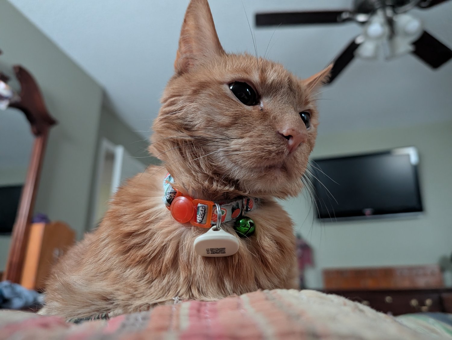 An eye level view from a person on their back in bed with an orange cat on their chest inches from their face