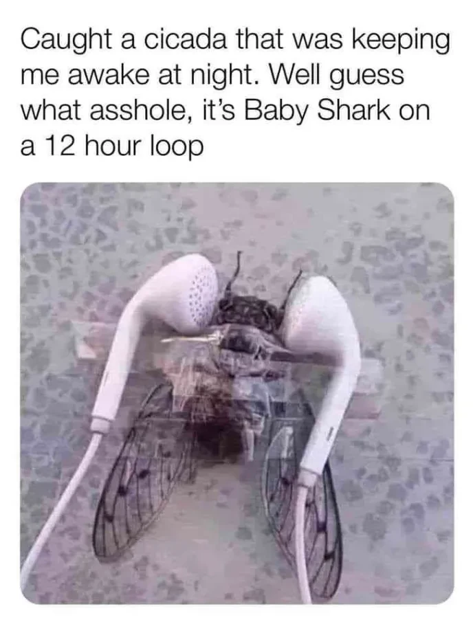 "Caught a cicada that was keeping me awake at night. Well guess what asshole, it’s Baby Shark on a 12 hour loop" Picture of a cicada taped to two headphones