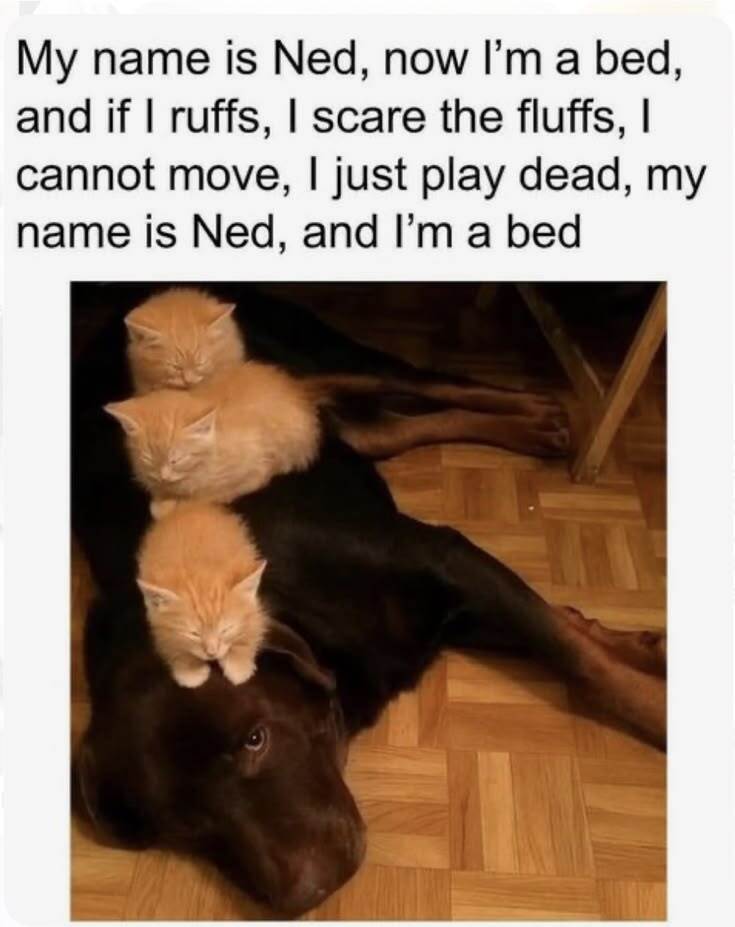i am bed