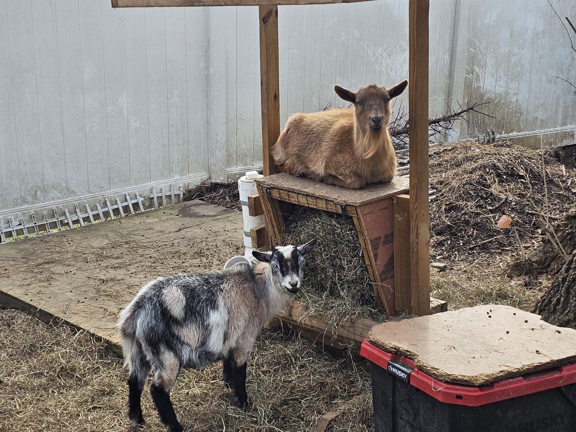 NutterButter and Lemmy both hope everyone is enjoying the weather while it lasts. 