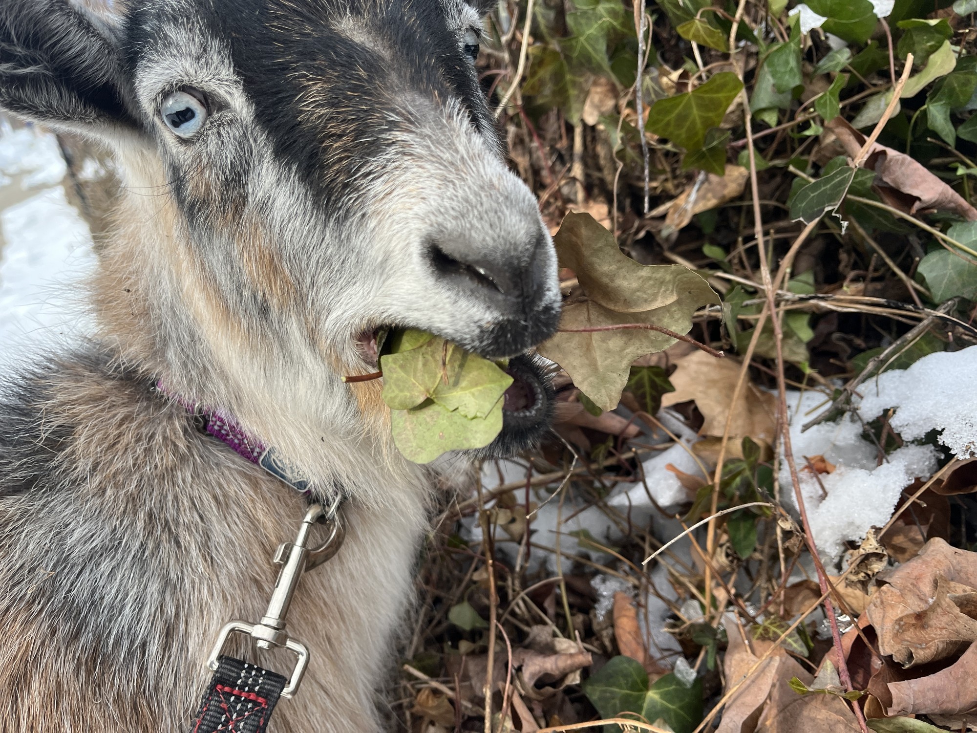 My goat Lemmy is helping the neighborhood by getringbrid of invasive species. 