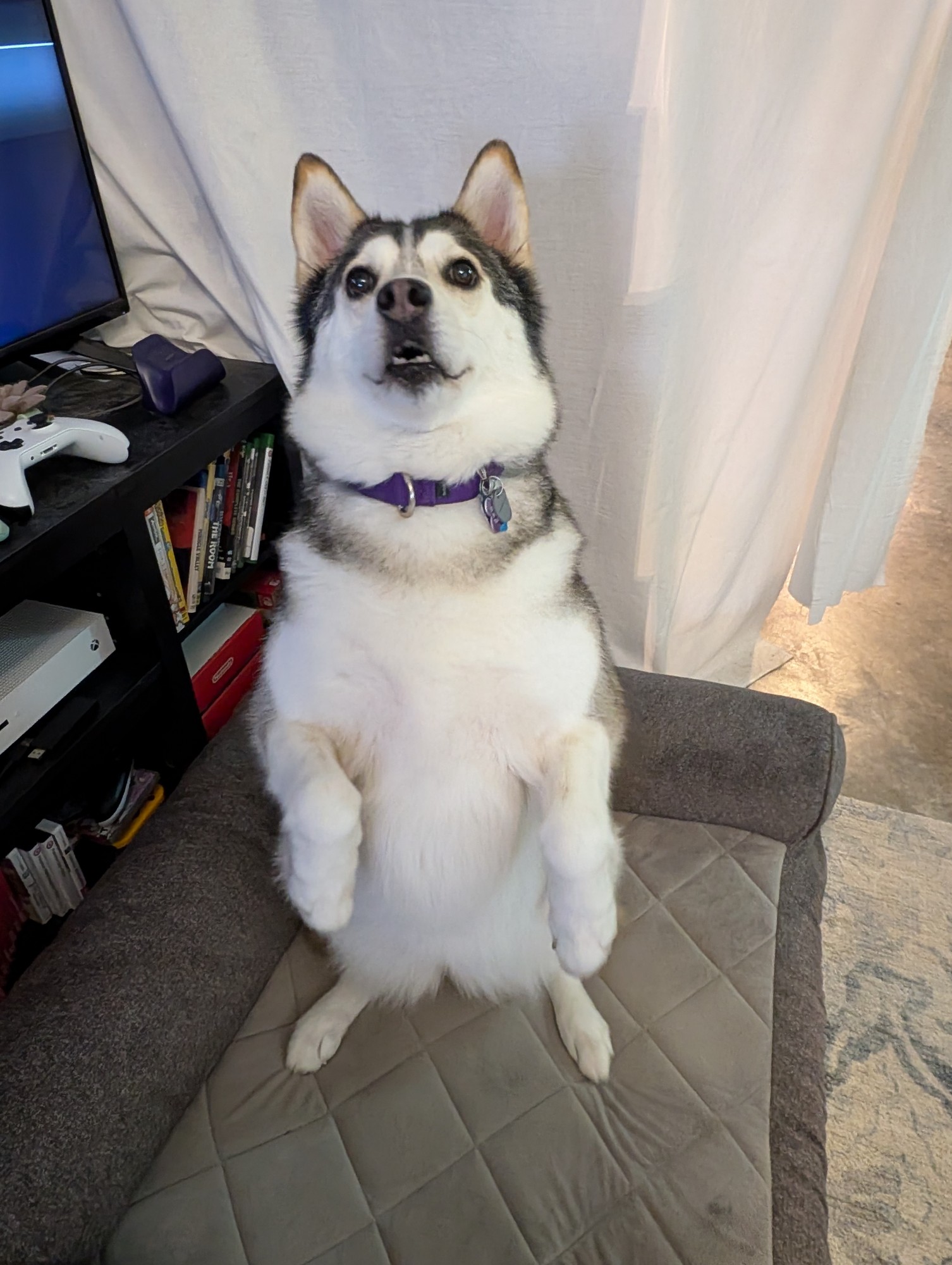 a husky sit-standing on her hind legs in a meerkat-like fashion