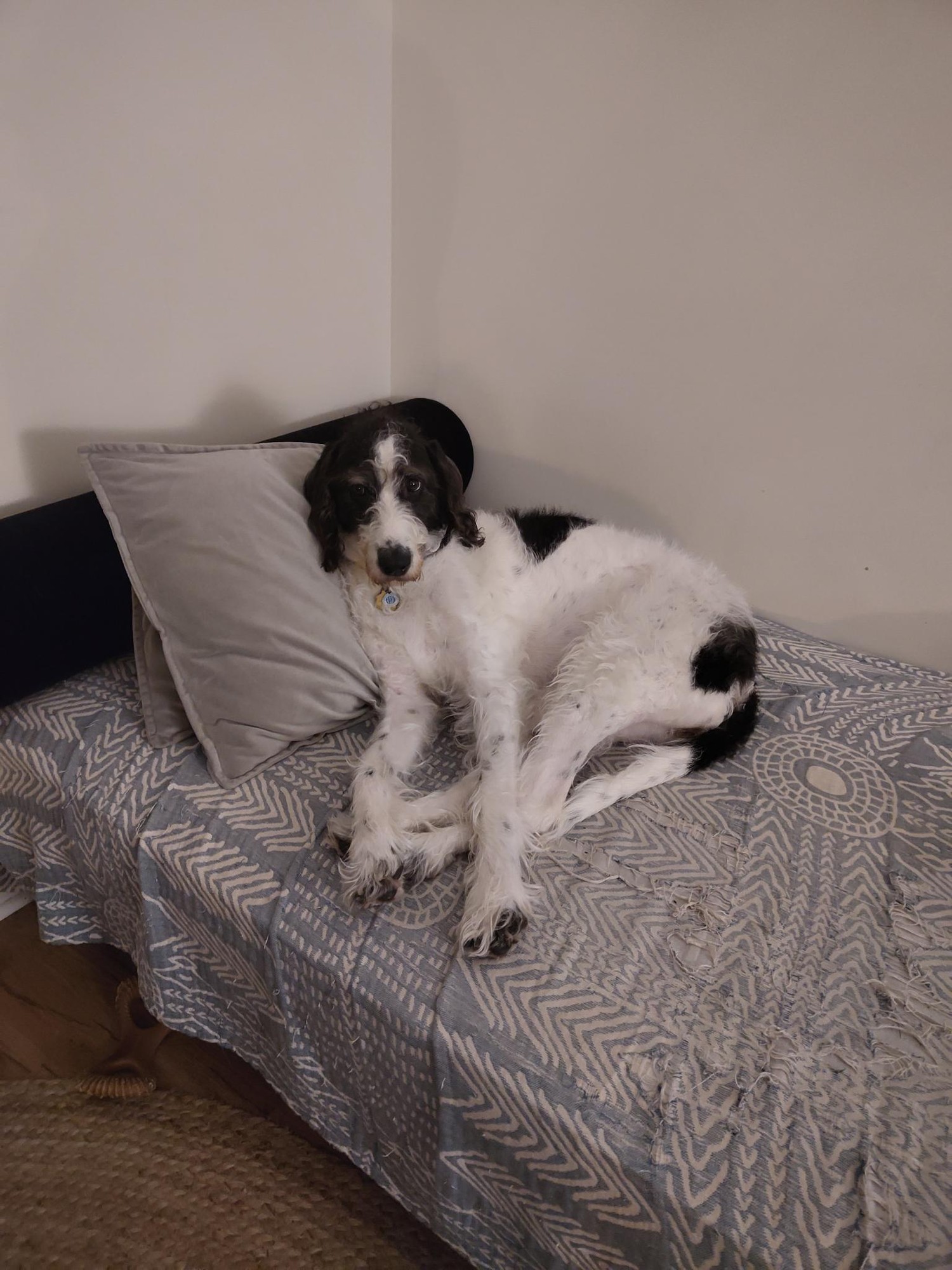 AI could never replicate such an adorable scrungly monster 