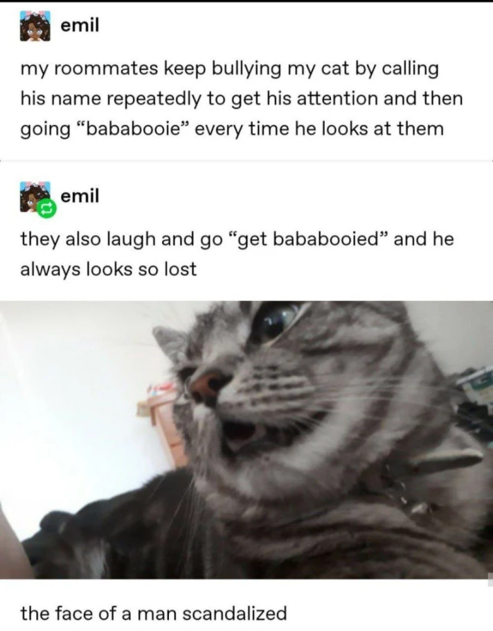 Tumblr post: "my roommates keep bullying my cat by calling his name repeatedly to get his attention and then going 'bababooie' every time he looks at them" - "they also laugh and go 'get bababooied' and he always looks so lost" picture of a confused looking cat "the face of a man scandalized"