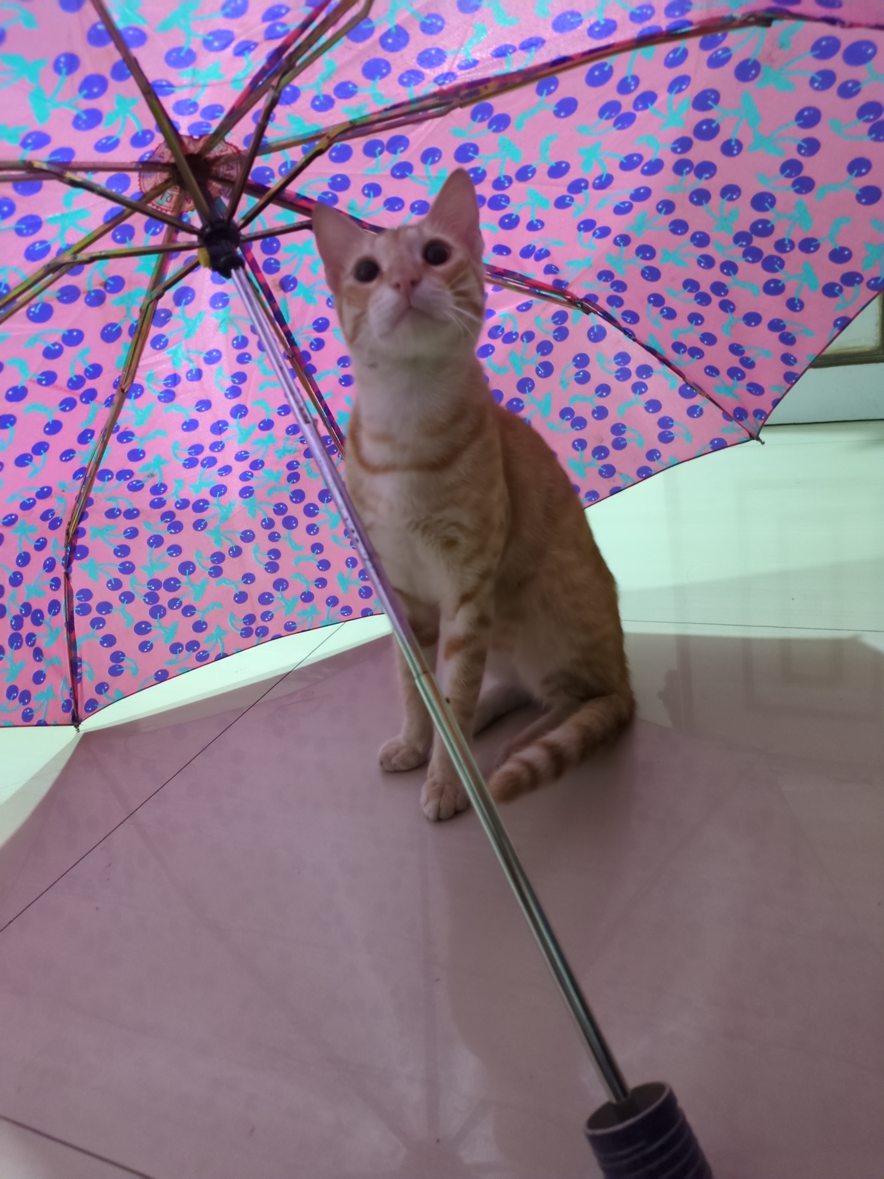 orange cat sitting under a pink umbrella