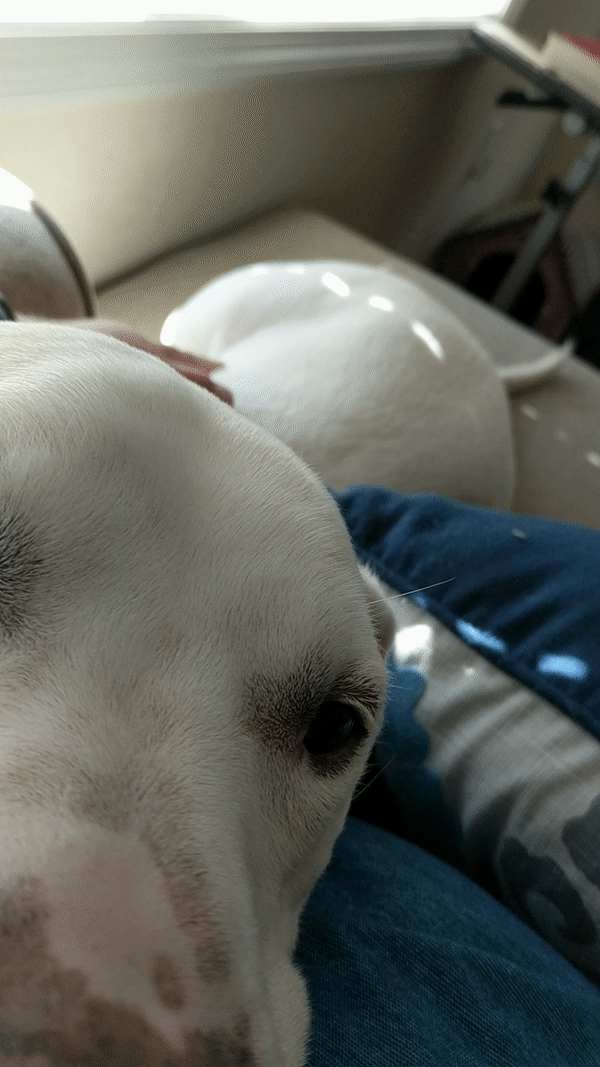 A pit mix, testing the validity of stereotypes