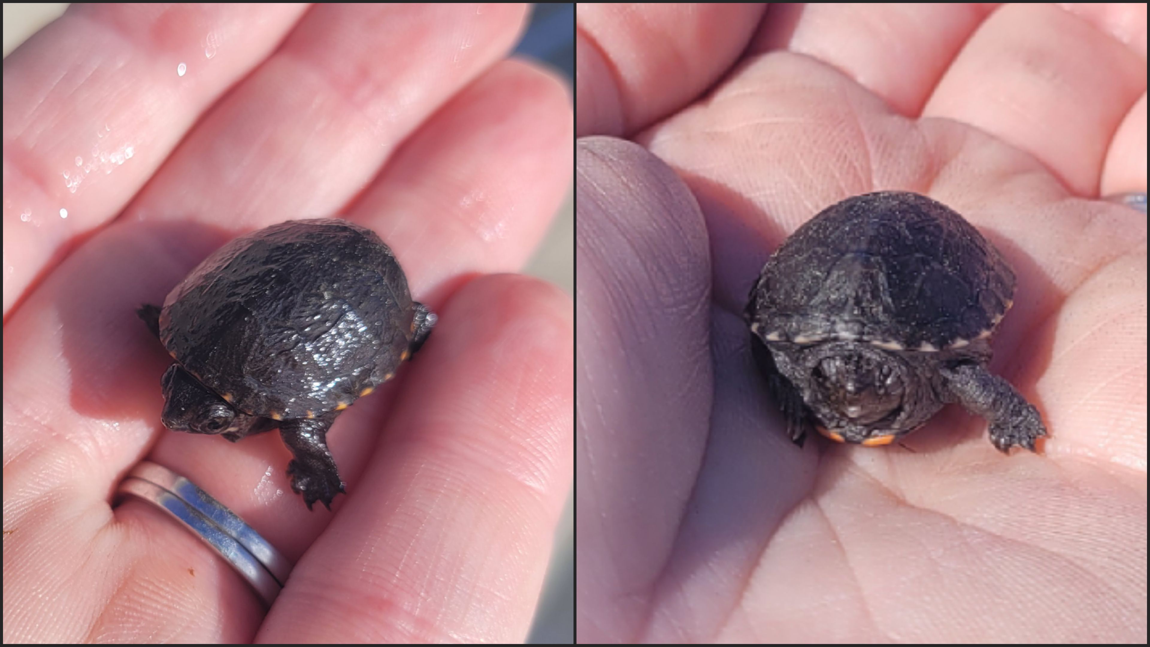 2 baby painted turtles being held in a human hand. They are roughly the size of a gumball or "shooter" marble. Smaller than a ping ping ball.